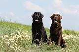 LABRADOR 377